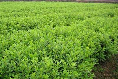 綠化工程公司 打造生態城市與宜居環境的關鍵力量