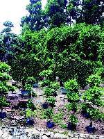 貴陽金箐園林綠化工程 專業服務，打造綠色生態空間