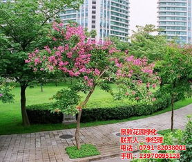 南昌園林設(shè)計(jì)公司 打造上高縣景致花園綠化專業(yè)工程