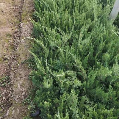 龍柏與龍爪柏 綠化苗木的批發(fā)價格及園林應用解析