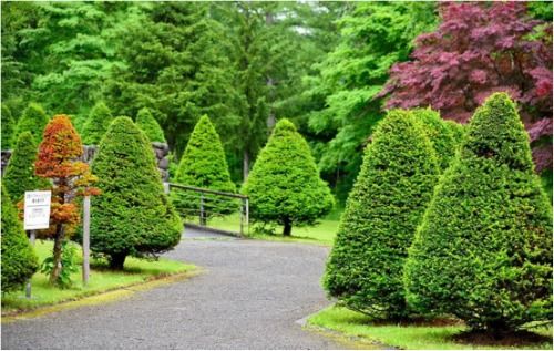 環(huán)境守衛(wèi)者 綠植專業(yè)戶——樂山市辜氏花木專業(yè)合作社的園林綠化工程