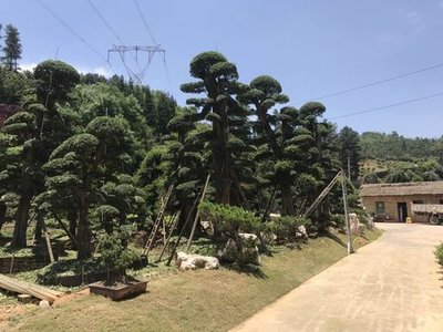 貴陽苗木栽培技術要點與貴州誼信園林綠化工程實踐