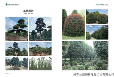 四川綠化苗木與園林綠化工程 構筑綠色生態的藝術與實踐