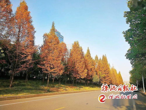 四季有景，株洲最美“西大門”——探訪這座城市的園林綠化匠心之作