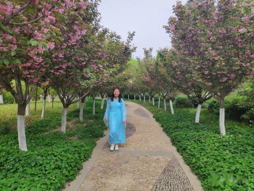 亮麗宜居 湯陰新標(biāo)簽背后的園林綠化工程