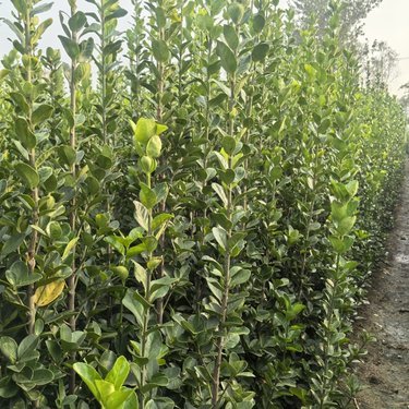 北海道黃楊 園林綠化工程的優選苗木與市場價格分析