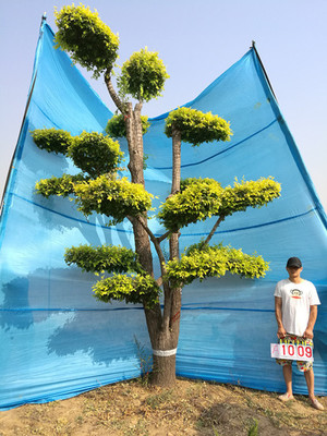 衡水德潤景觀工程 匠心打造園林綠化與大型景觀樹的藝術